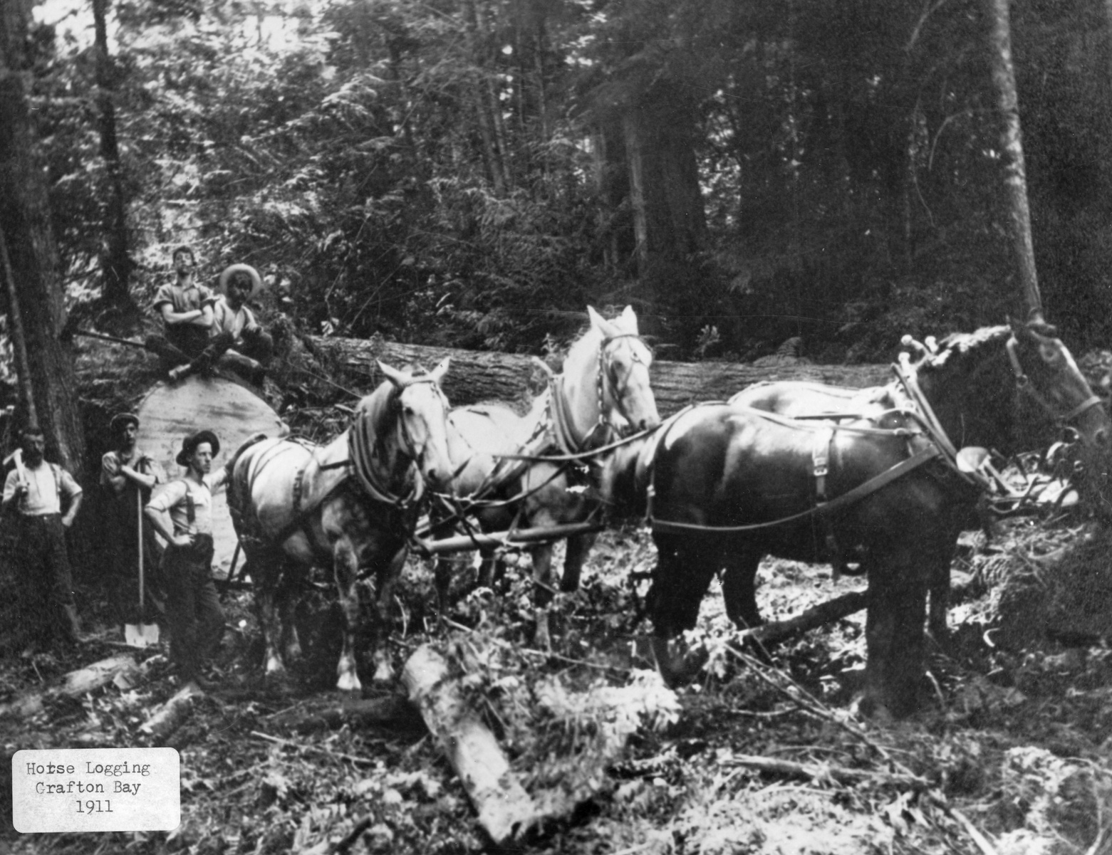 1911 logging scene at Grafton Bay showing four horses harnessed side by side in the foreground, standing on uneven ground with logs and debris. Behind them, five men in work clothes pose; two seated on a large cut log, three standing. One holds a shovel, another an axe over his shoulder. The background is densely forested. Text at the bottom reads, 'Horse Logging Grafton Bay 1911.'