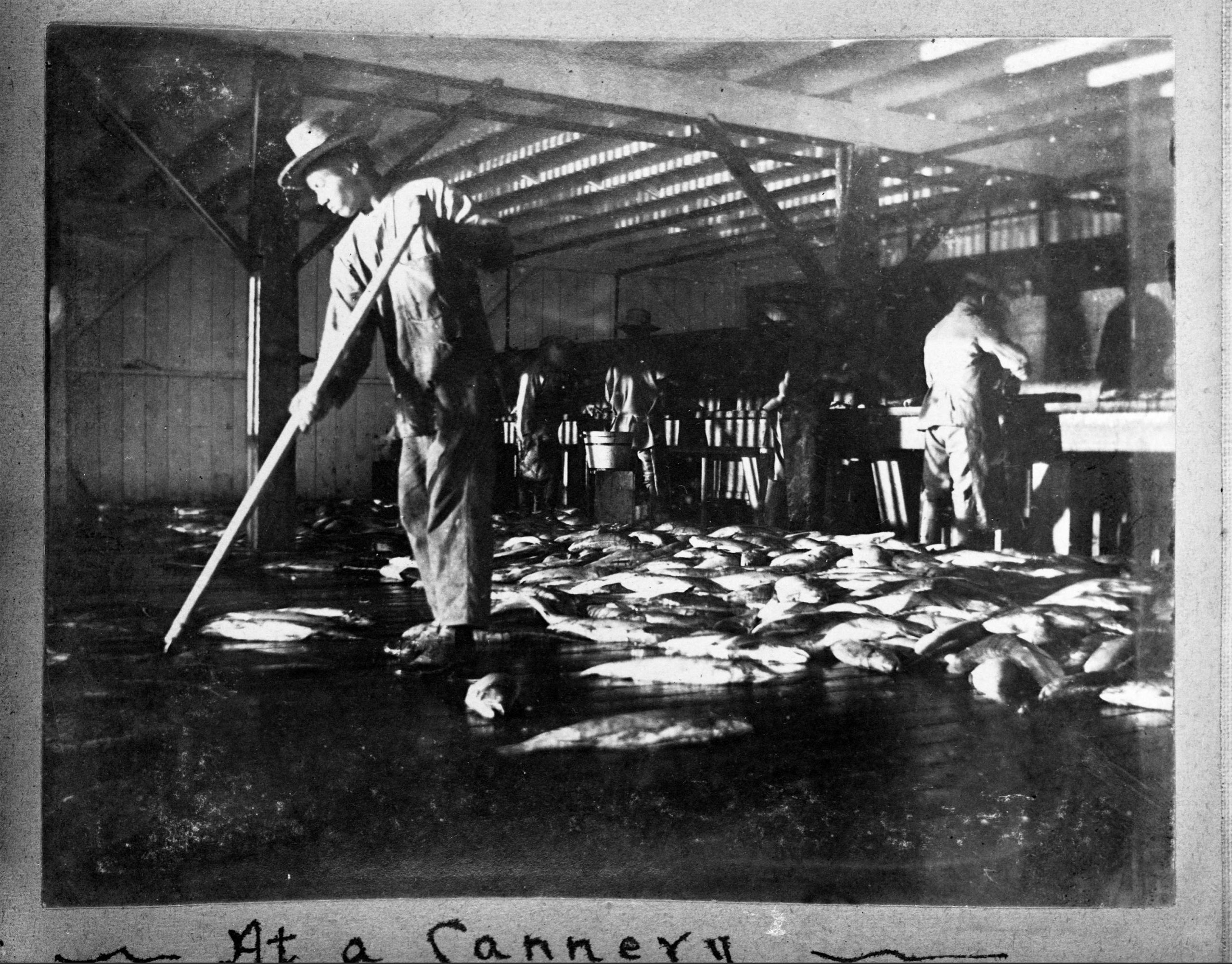 “At a cannery” ca. 1900, Vancouver City Archives,  AM1376-: CVA 196-1
