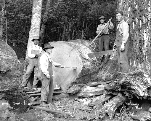Four Japanese Canadian men around a felled tree of arounf 5 feet in diameter. They have begun to saw off a portion of the base of the log.
